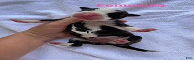 American Bulldog Female #5