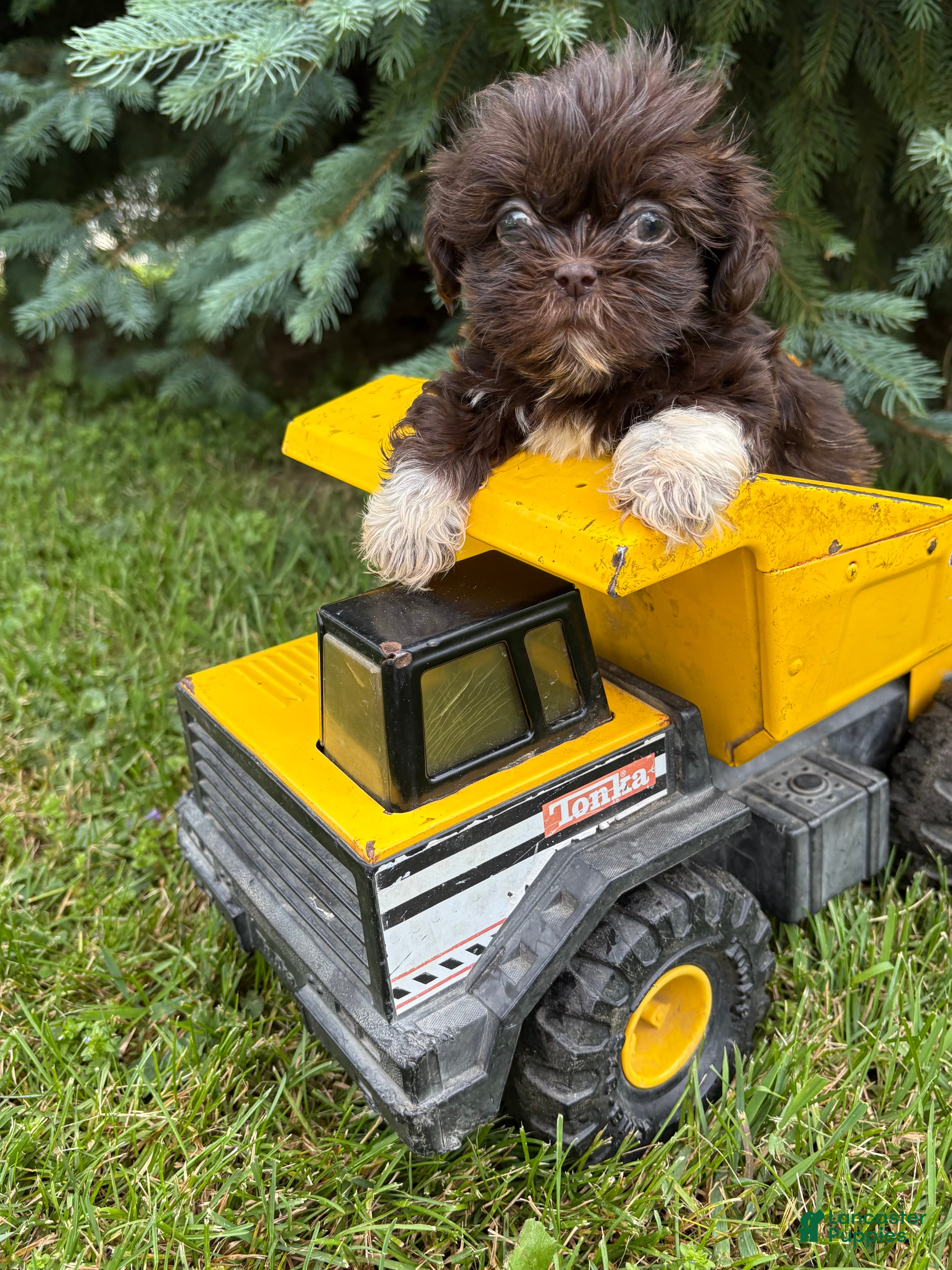 Shih Tzu dogs Harvey - Ad 2