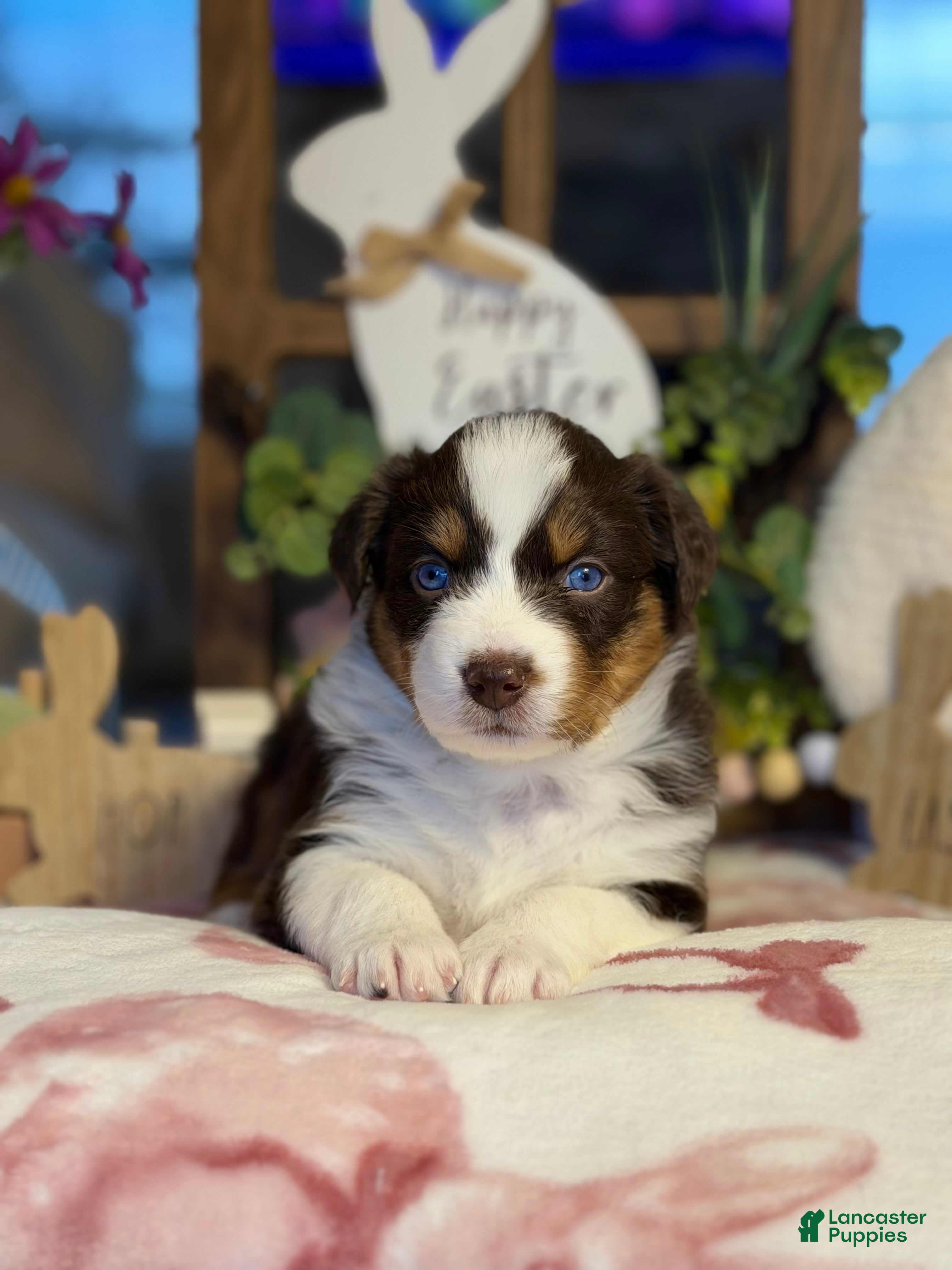 Australian Shepherd dogs Australian Shepherd Puppy 6 - Ad 23