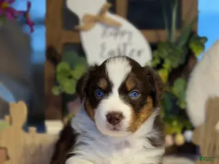 Australian Shepherd dogs Australian Shepherd Puppy 6 - Ad 23