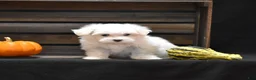 Maltese dogs for sale: Koda - Ad 6