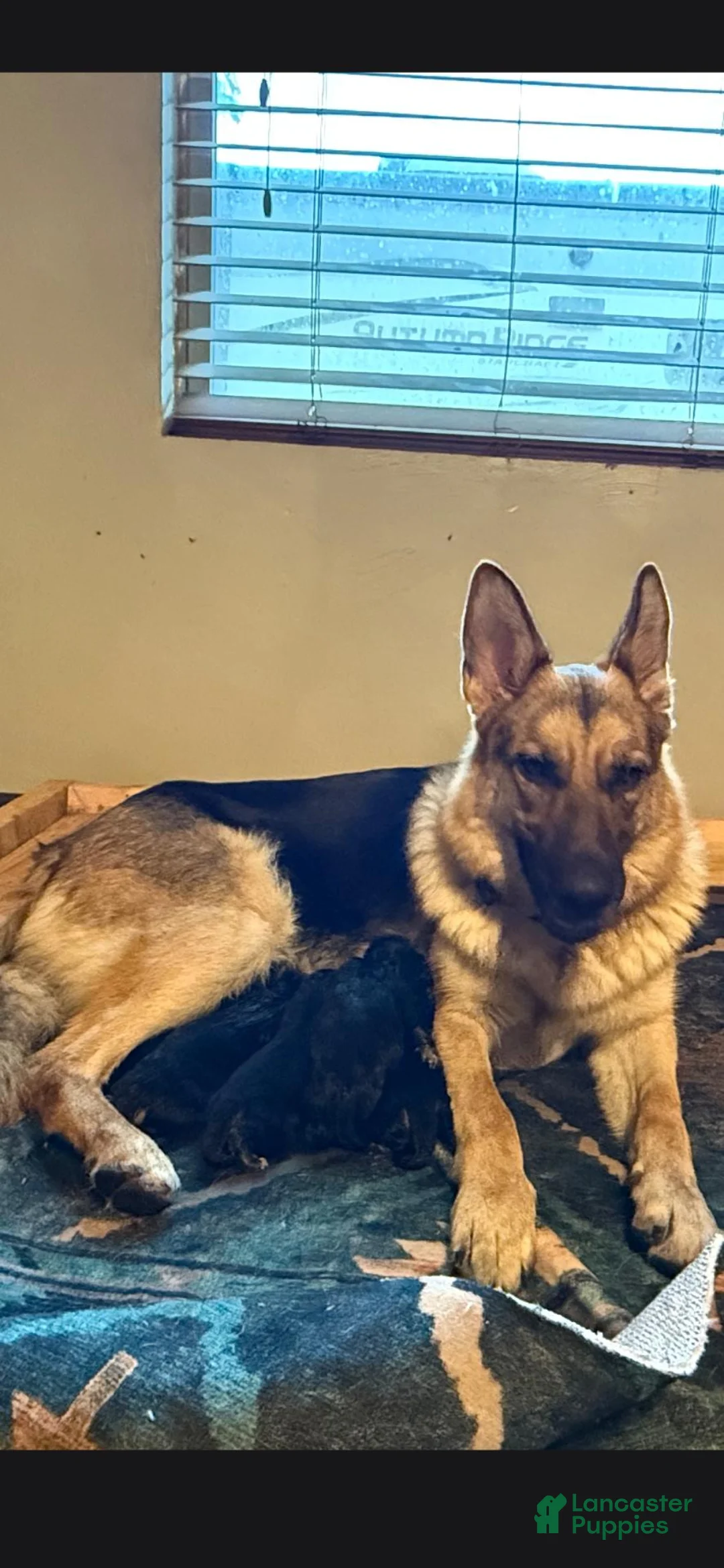 German Shepherd dogs for sale: German Shepherd 2 - Ad 2