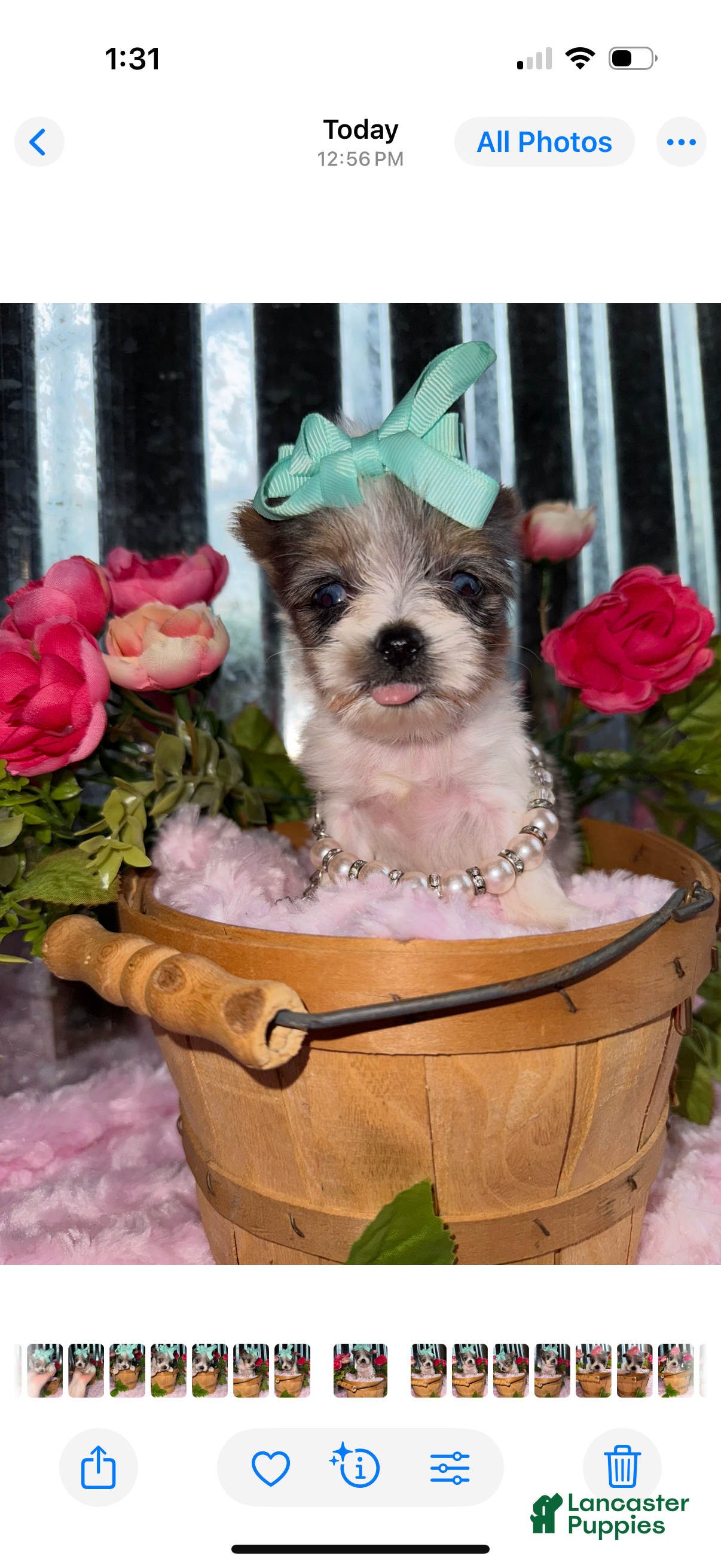 Yorkshire Terrier dogs for sale: Yorkshire Terrier Puppy 5 - Ad 4
