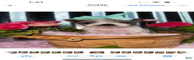 Yorkshire Terrier Puppy 5