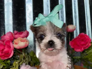 Yorkshire Terrier dogs for sale: Yorkshire Terrier Puppy 5 - Ad 4
