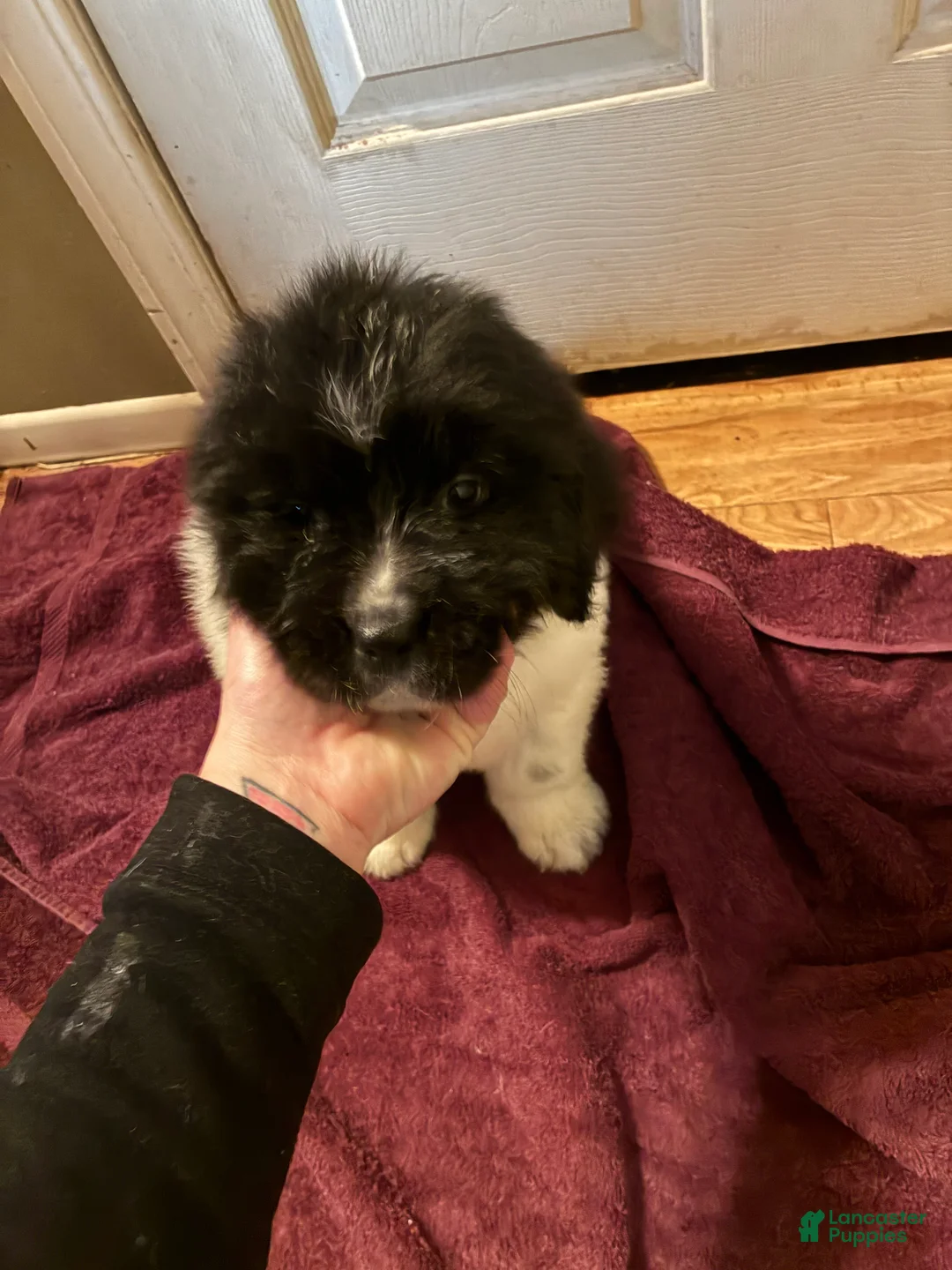 Newfoundland dogs for sale: Newfoundland Puppy 2 - Ad 2