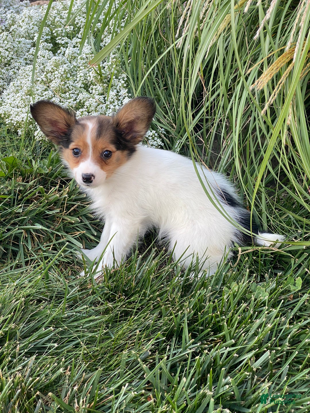 Papillon dogs for sale: Rosie - Ad 3