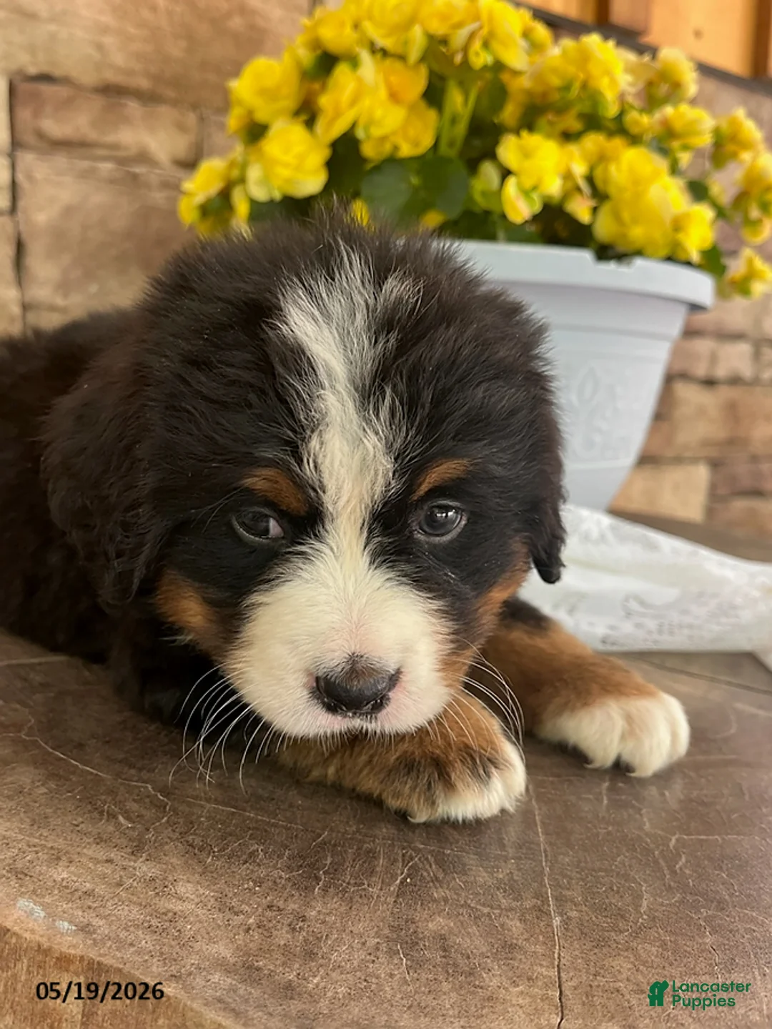 Bernese Mountain Dog dogs for sale: Chase - Ad 2