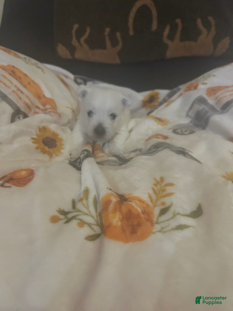 West Highland Terrier dogs for sale: Tinkerbell - Ad 9