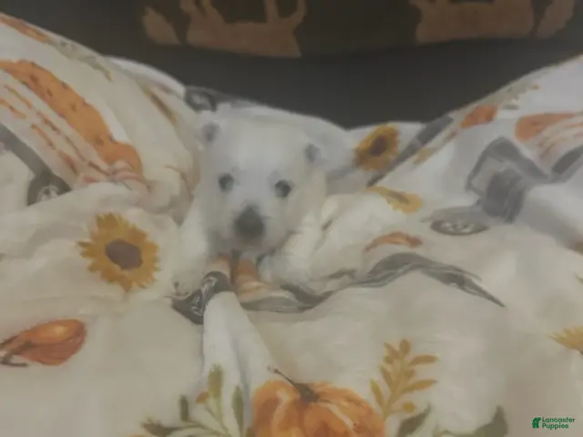 West Highland Terrier dogs for sale: Tinkerbell - Ad 9