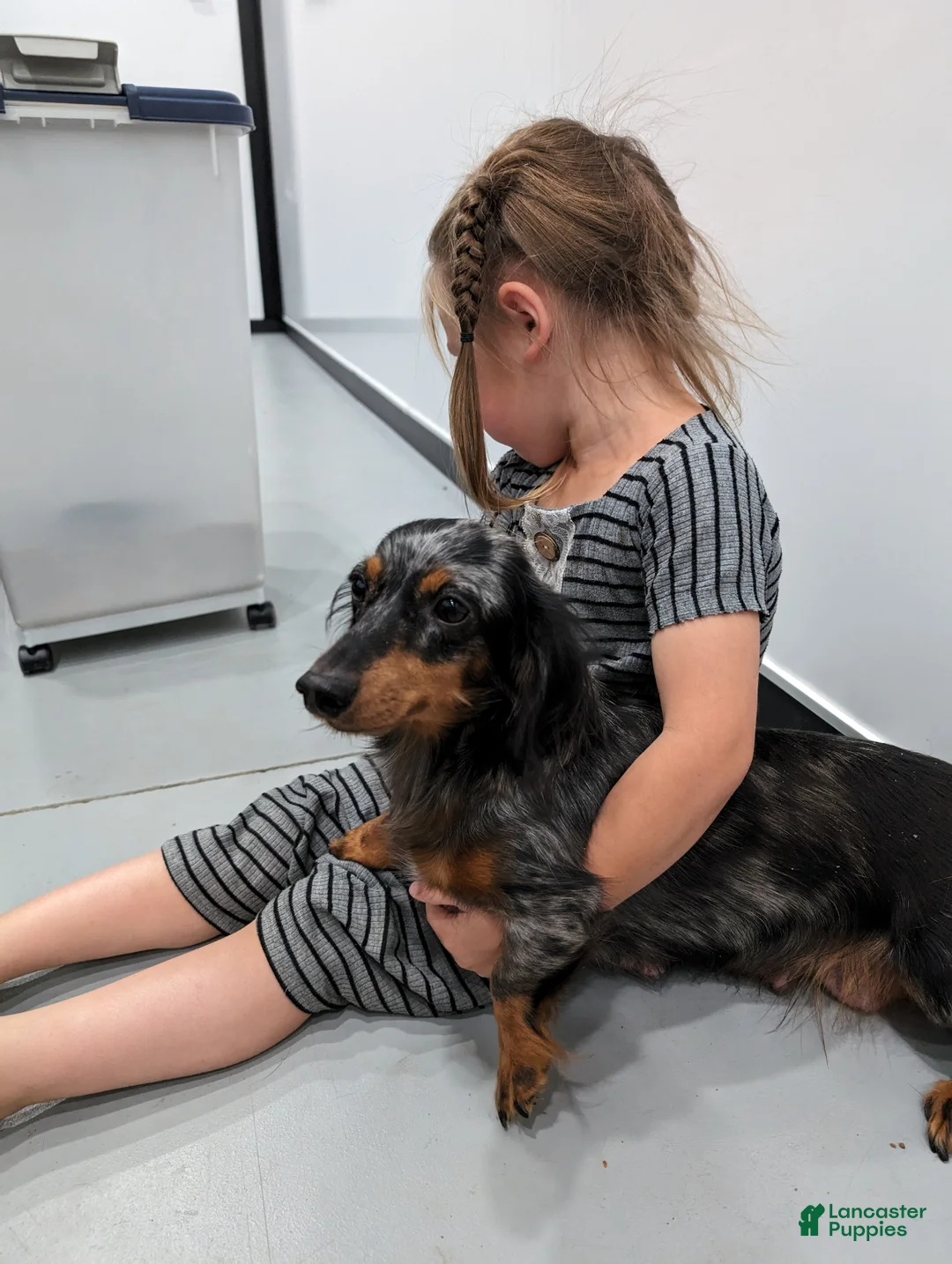 Miniature Dachshund dogs for sale: Miniature Dachshund Puppy 4 - Ad 5