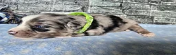 Toy Australian Shepherd dogs for sale: Boy 4 - Ad 1