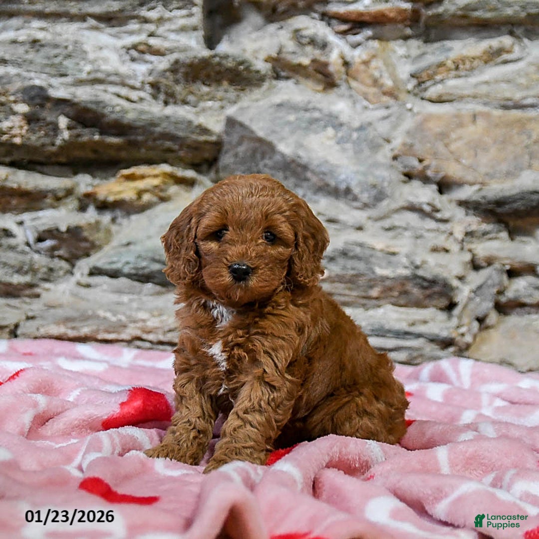 Mini Goldendoodle dogs for sale: Cathy - Ad 4