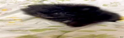 Pomeranian dogs for sale: Trinity  - Ad 6