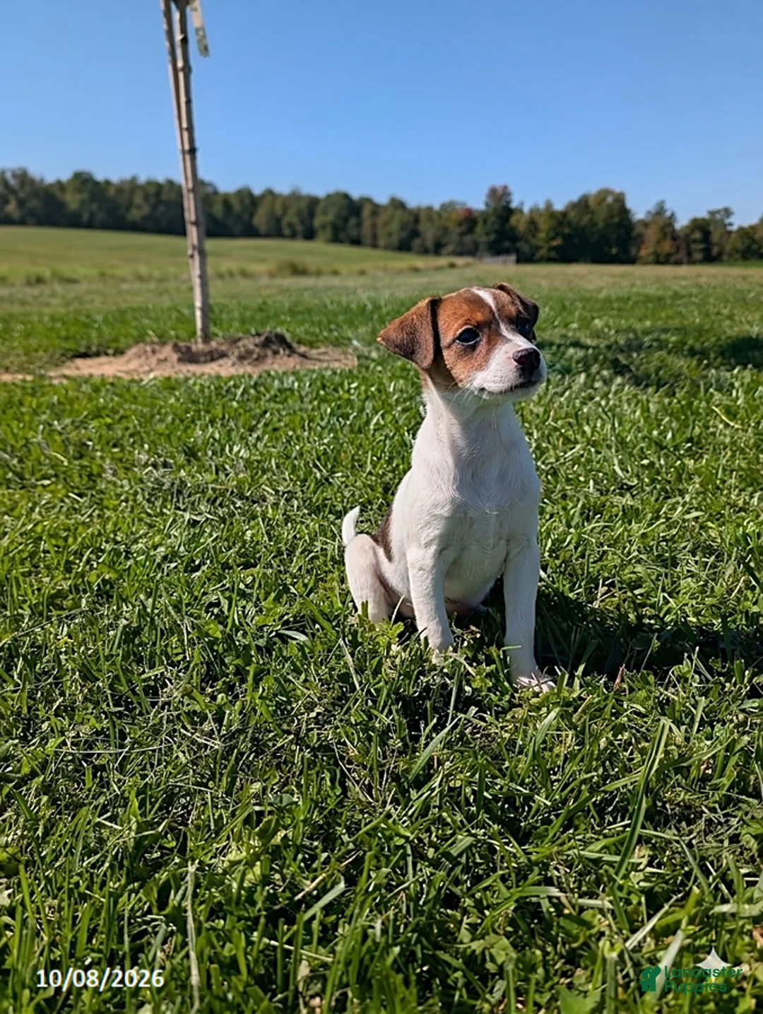 Jack Russell Terrier dogs for sale: Lulu - Ad 2