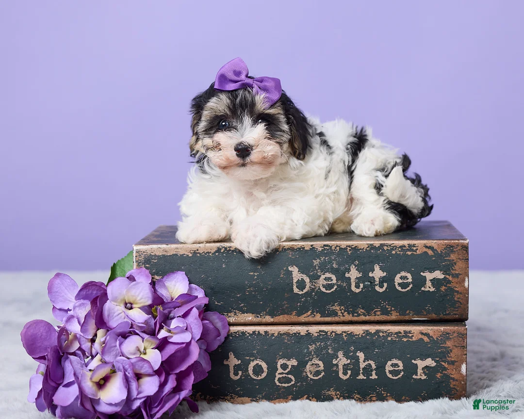 Maltipoo dogs for sale: Hannah - Ad 1
