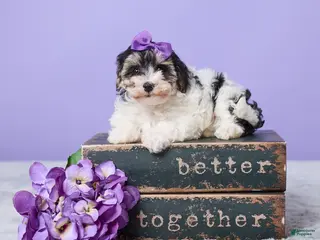 Maltipoo dogs for sale: Hannah - Ad 1