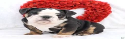 English Bulldog dogs for sale: Mila - Ad 1