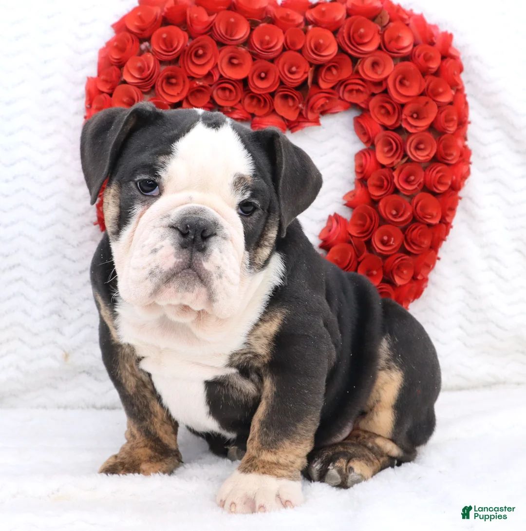 English Bulldog dogs for sale: Mila - Ad 1