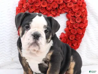 English Bulldog dogs Mila - Ad 22