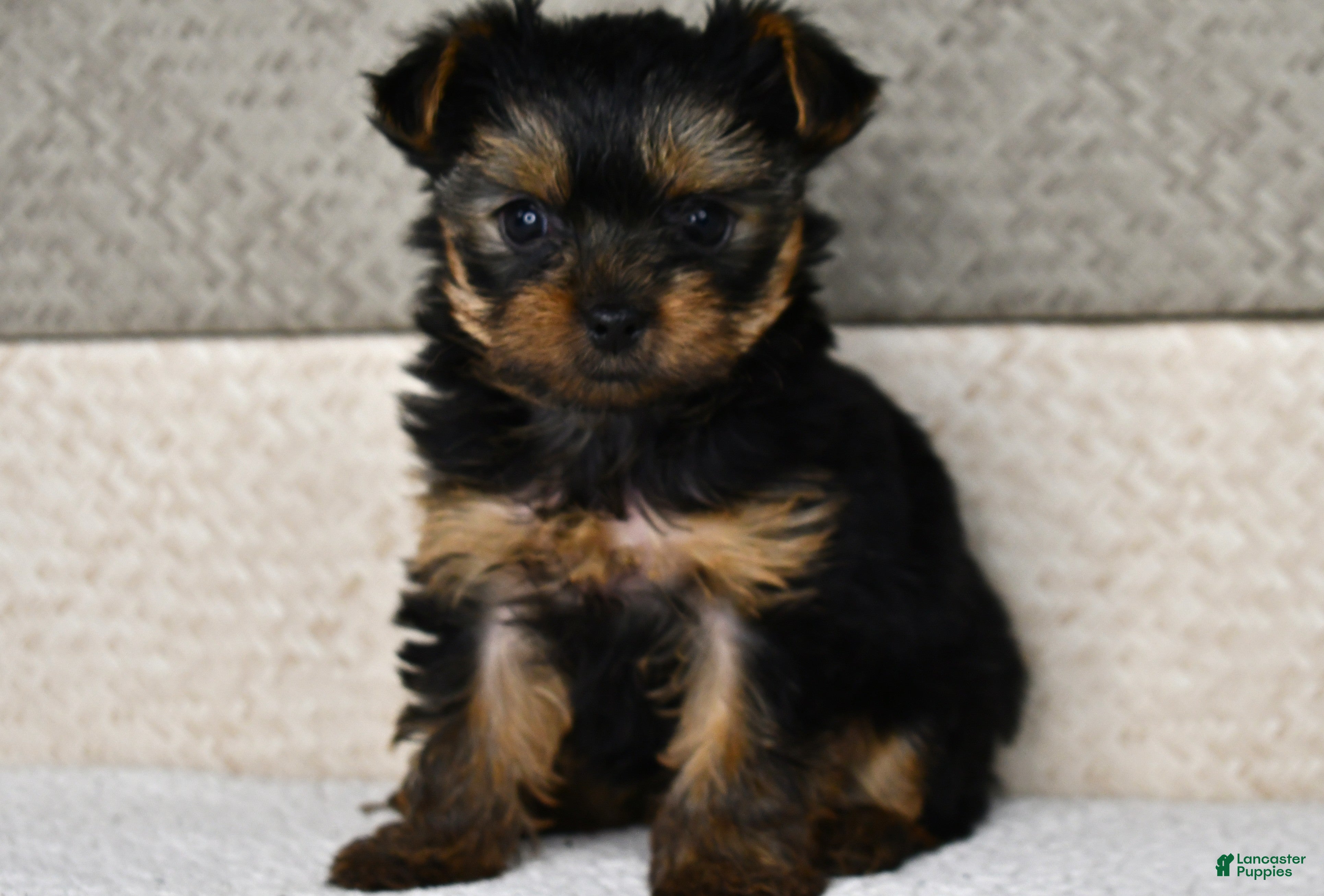 Yorkshire Terrier dogs for sale: Asia - Ad 2