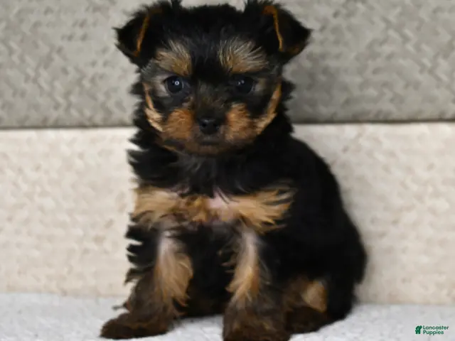 Yorkshire Terrier dogs for sale: Asia - Ad 2