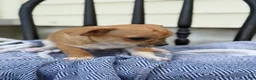 Chihuahua dogs for sale: Peter - Ad 8