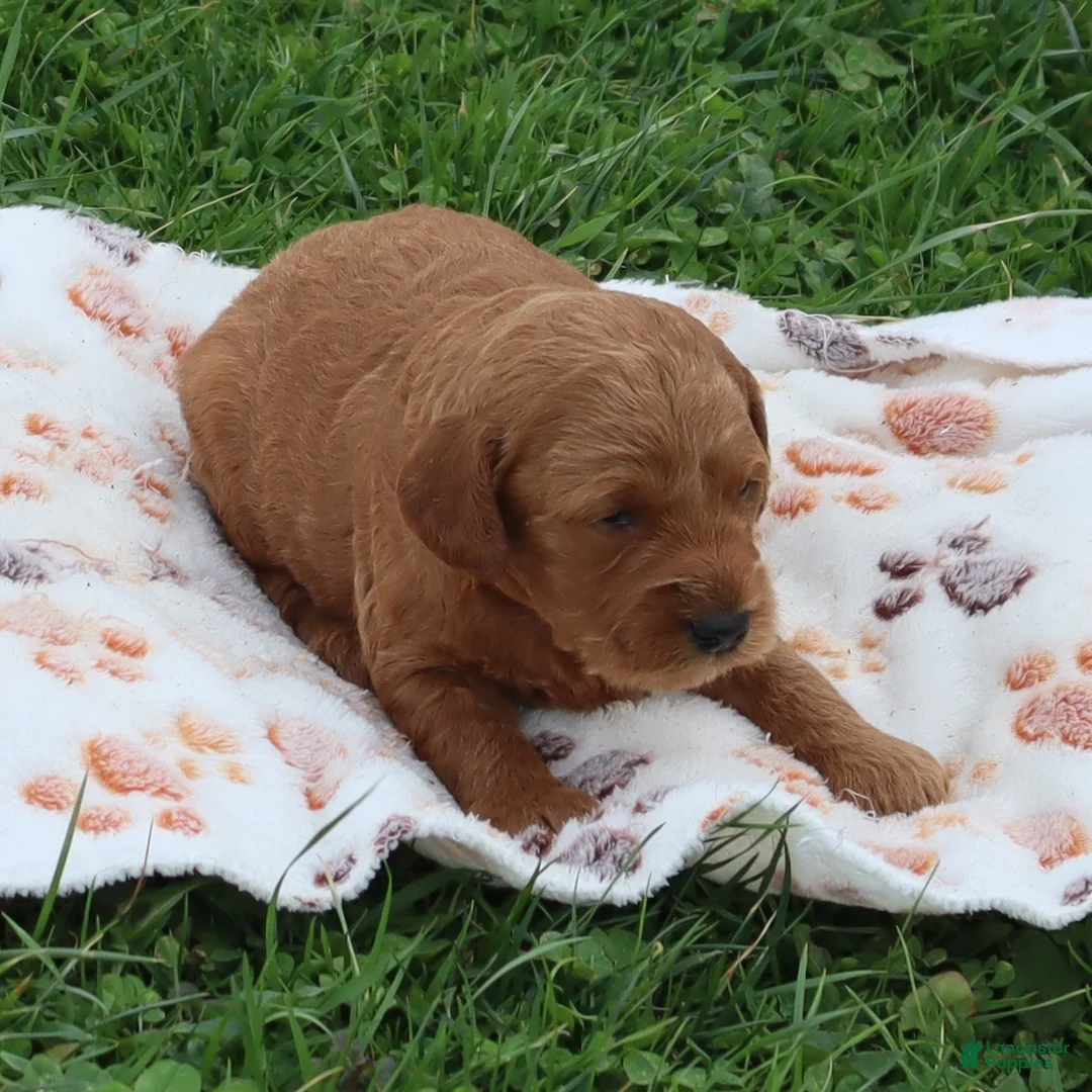 Mini Goldendoodle dogs for sale: Baxter - Ad 1