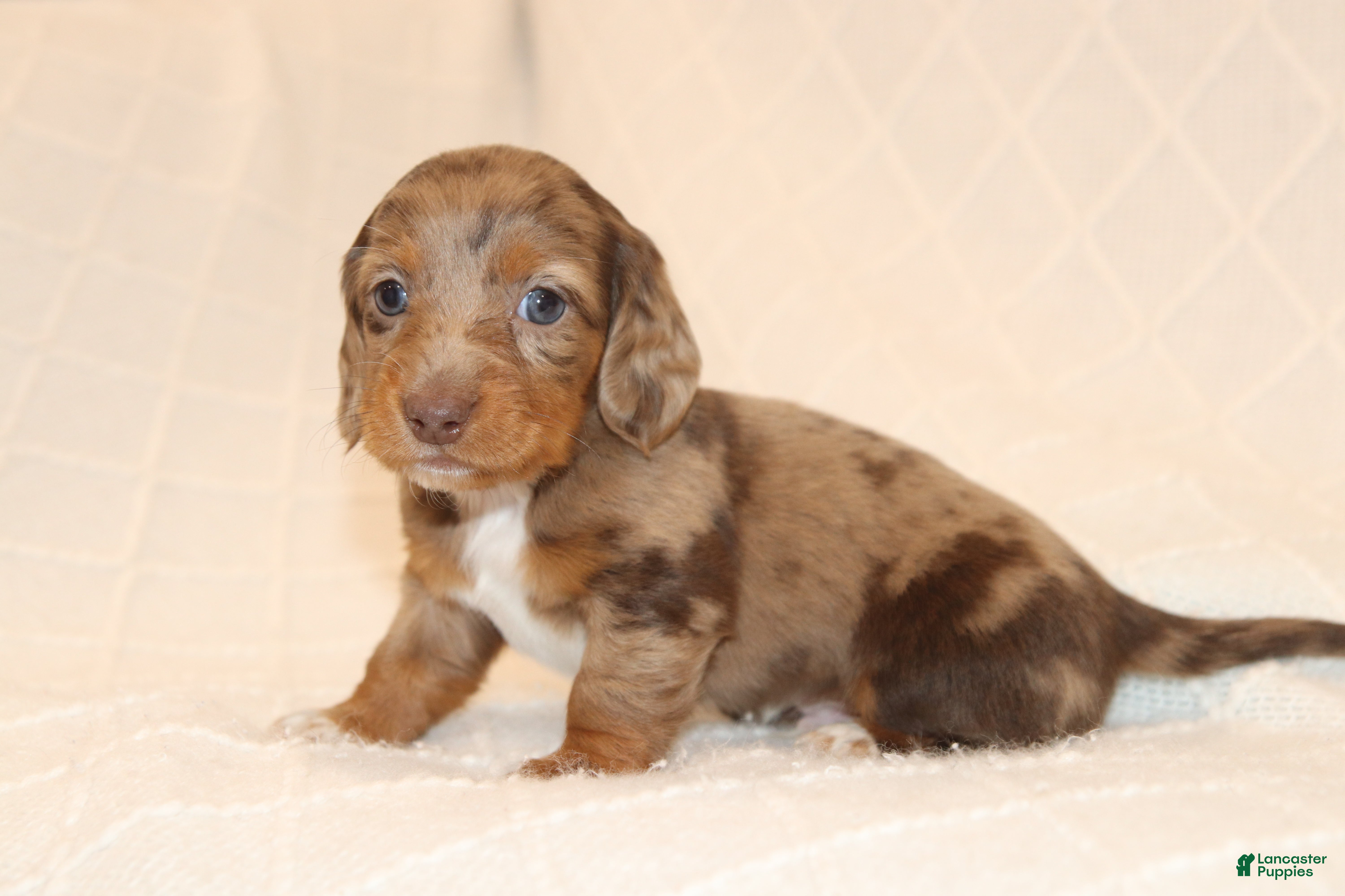 Miniature Dachshund dogs Rusty - Ad 2