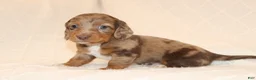 Miniature Dachshund dogs for sale: Rusty - Ad 2