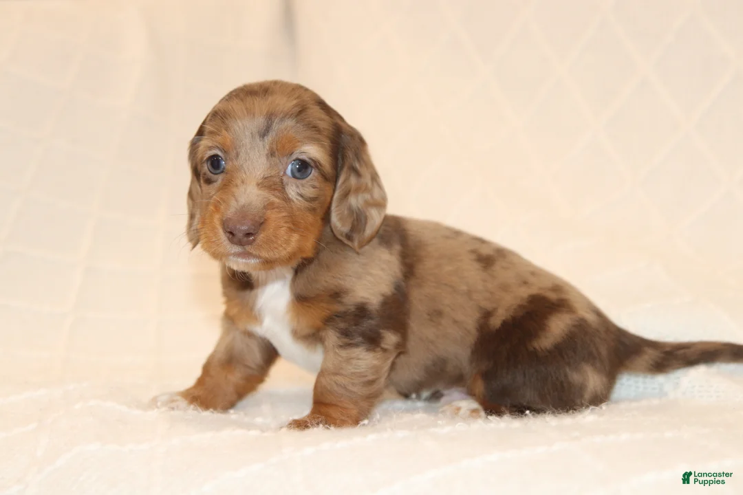 Miniature Dachshund dogs for sale: Rusty - Ad 2