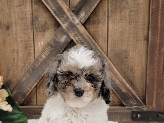 Cockapoo dogs - Ad 23