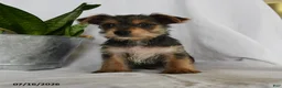 Yorkshire Terrier dogs for sale: Garfield - Ad 3