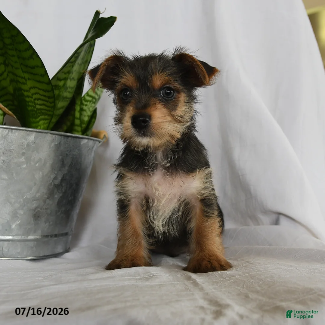 Yorkshire Terrier dogs for sale: Garfield - Ad 3