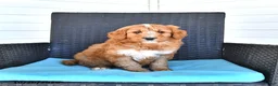Goldendoodle dogs for sale: Jackson - Ad 1