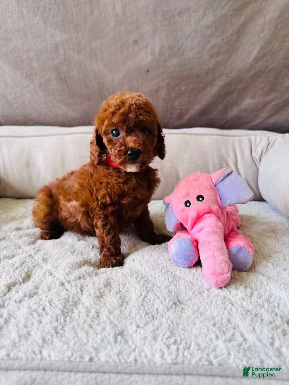Mini Goldendoodle dogs for sale: Mia - Ad 2
