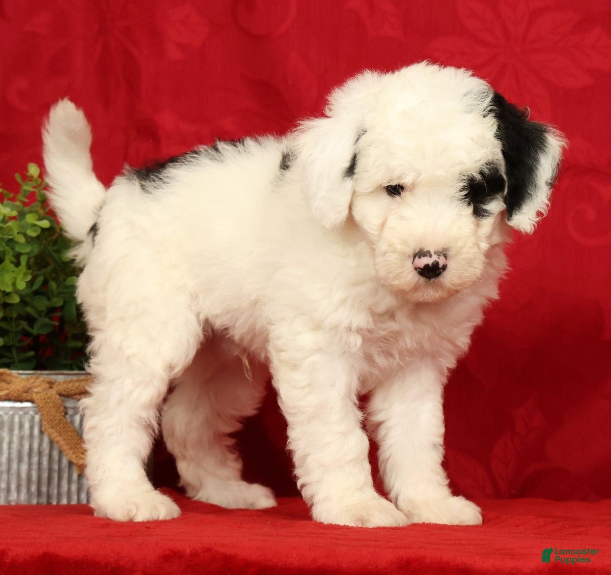 Mini Sheepadoodle dogs Buster - Ad 2