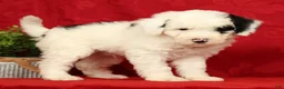 Mini Sheepadoodle dogs for sale: Buster - Ad 2