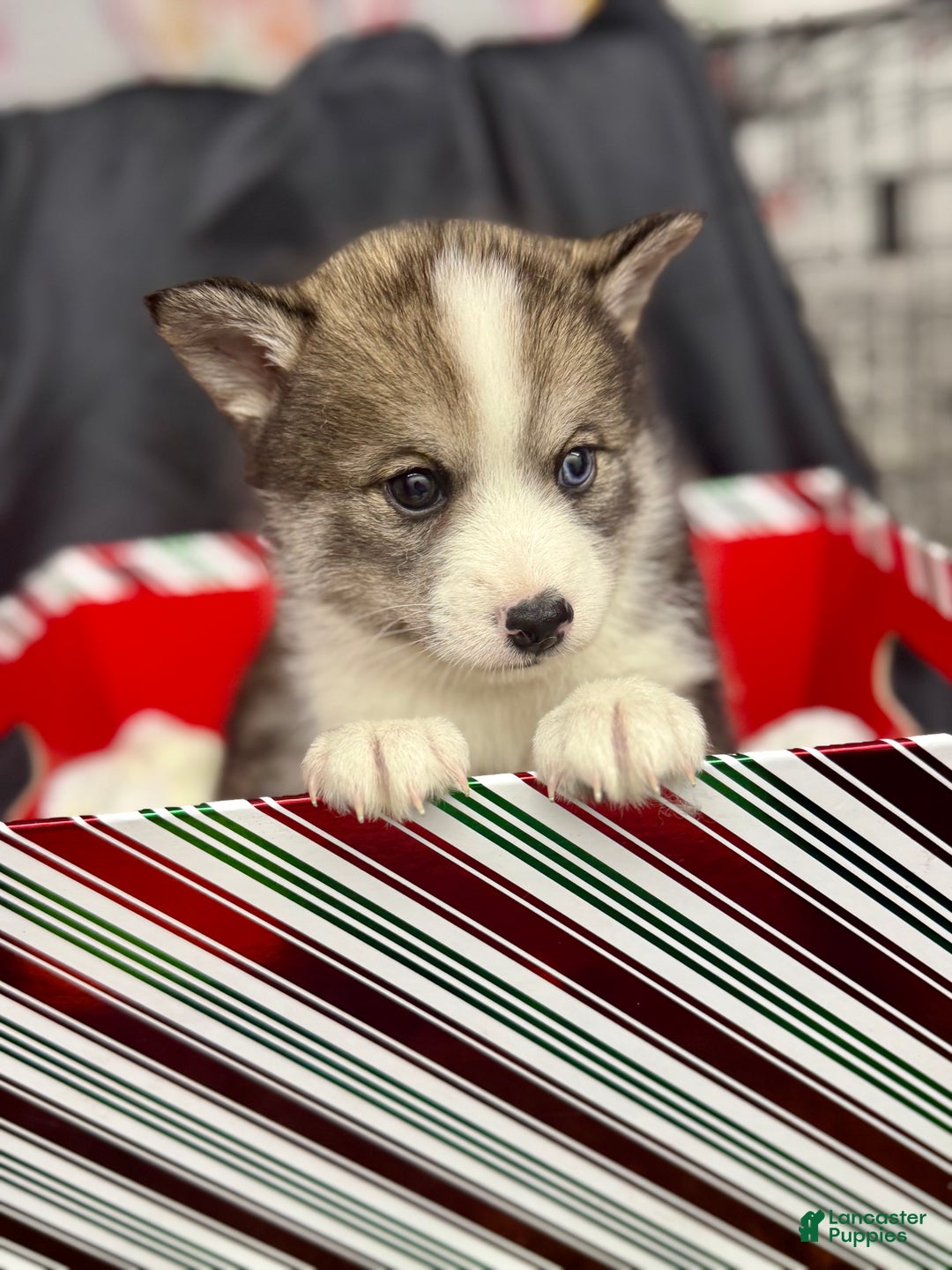 Mixed Breed dogs for sale: Cocoa - Ad 9