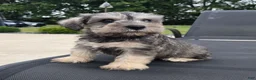 Miniature Schnauzer dogs for sale: Sammy - Ad 6