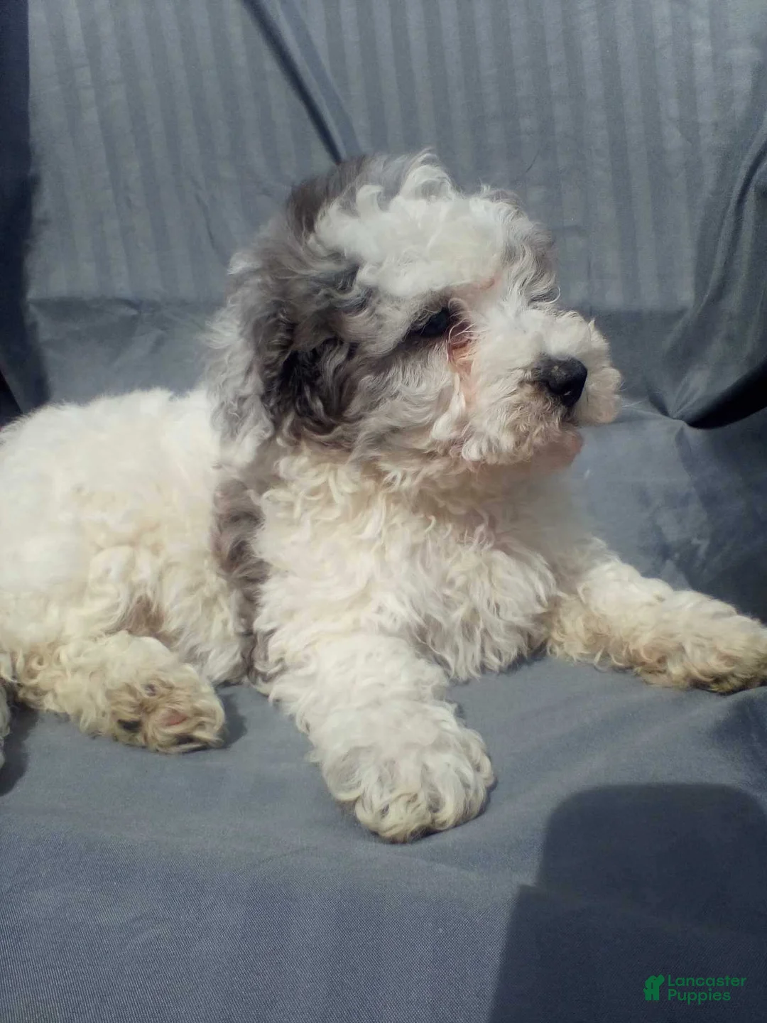 Toy Poodle dogs for sale: Toy Poodle Puppy 3 - Ad 6