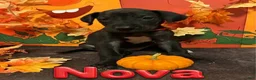 Great Dane dogs for sale: Nova-Red - Ad 1