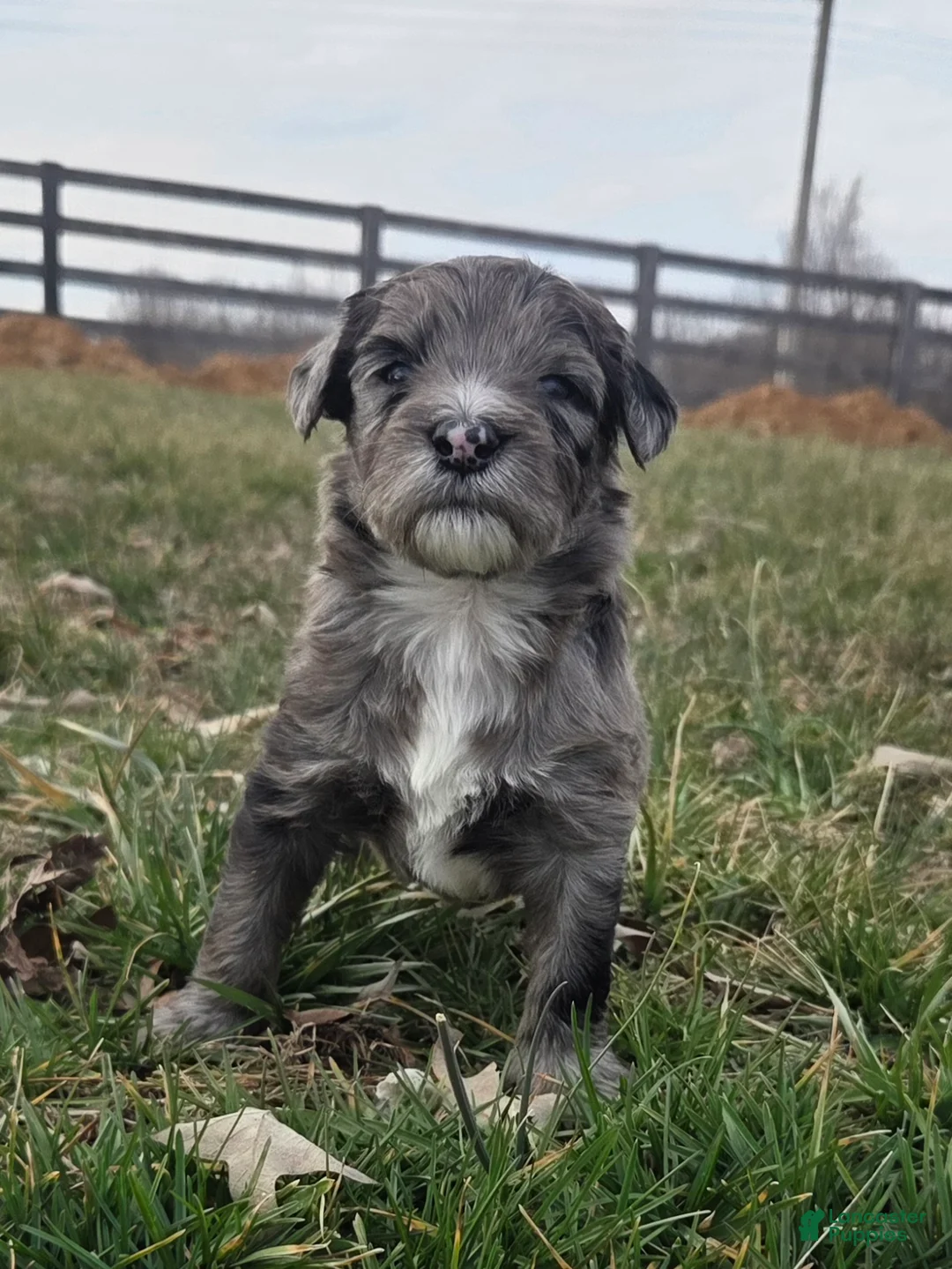 Mini Aussiedoodle dogs for sale: Cupid - Ad 2