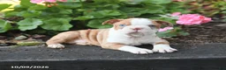 Boston Terrier dogs for sale: Lucky - Ad 3