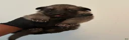 German Shepherd dogs for sale: German Shepherd 1 - Ad 1