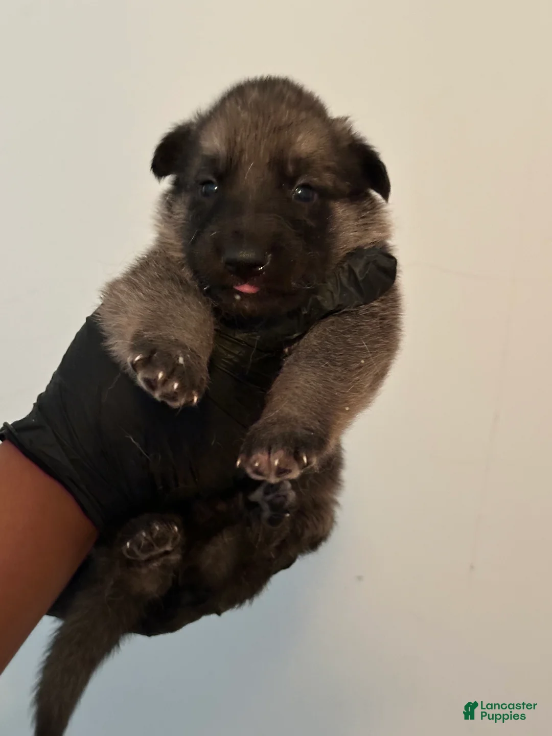 German Shepherd dogs for sale: German Shepherd 1 - Ad 1