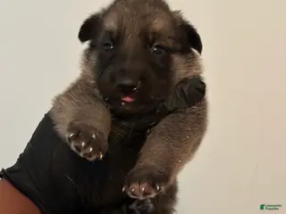 German Shepherd dogs German Shepherd 1 - Ad 1