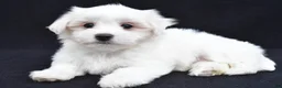Maltese dogs for sale: Cash - Ad 10
