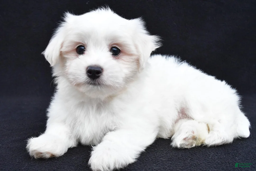 Maltese dogs for sale: Cash - Ad 10