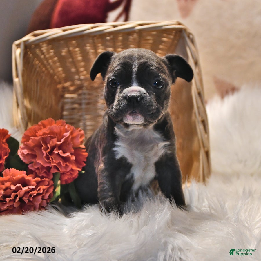 Frenchton dogs Glimmer - Ad 2